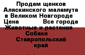 Продам щенков Аляскинского маламута в Великом Новгороде › Цена ­ 5 000 - Все города Животные и растения » Собаки   . Ставропольский край